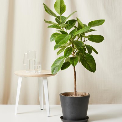 picture of a Ficus Altissima houseplant in front of a beige background