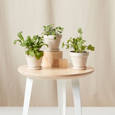 Bloomscape edible garden collection