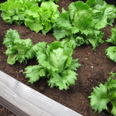 Homegrown lettuce in a raised bed.