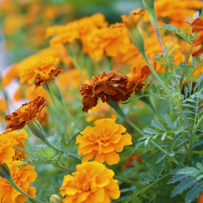 Red and yellow flowers marigolds lat. tagetes is a genus of annual and perennial plants of the asteraceae family.