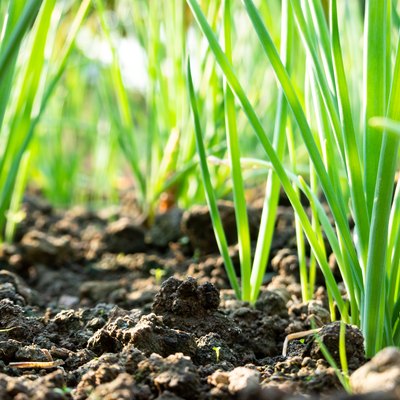 scallion grow on dirt under sunshine