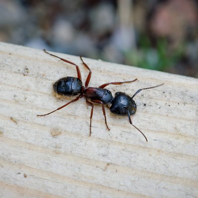 Carpenter Ant Up Close