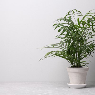 Beautiful Ravenea rivularis plant in pot on grey marble table, space for text. House decor