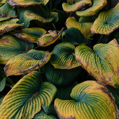 Close view of deeply ridged hosta leaves turning from green through yellow to brown.