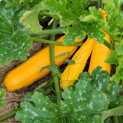 large organic yellow squash ripening in a healthy and well-kept vegetable patch