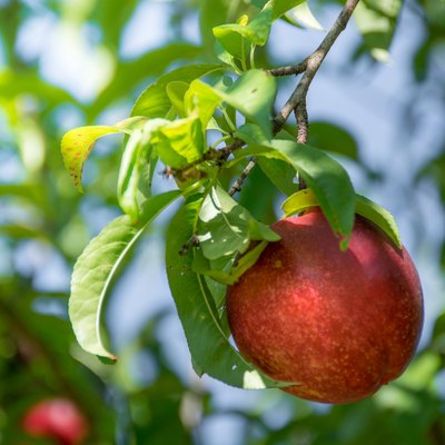 Single ripe nectarine hangs from tree ready for harvest