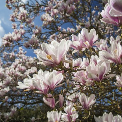 Magnolia tree flowers.