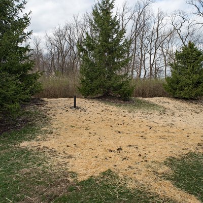 Newly Seeded Landscape Area Covered With Straw
