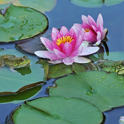 Water Lilies and Green Frogs
