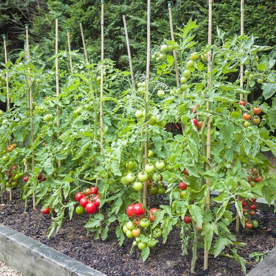 Tomato plants with ripe tomatoes growing outdoors in raised bed.