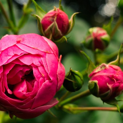 Close-Up Of Pink Rose