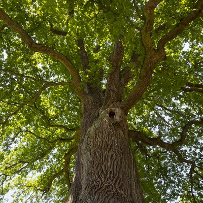 Germany, Bavaria, Lower Franconia, Pedunculate Oak, Quercus robur