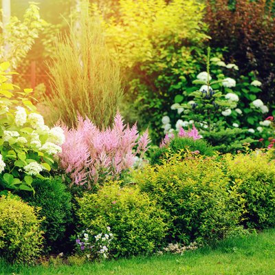 mixed border in summer garden with yellow spirea japonica, pink astilbe, hydrangea. Planting together shrubs and flowers