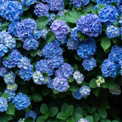 Blue flowering hydrangeas.