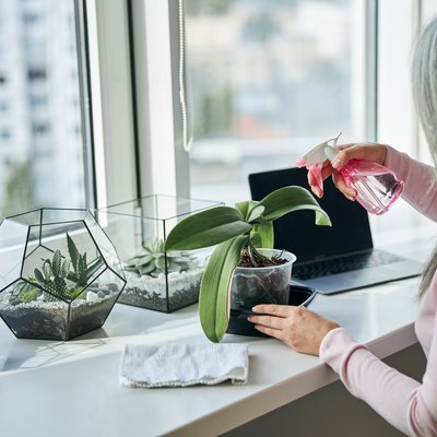 Woman spraying houseplant with water at home