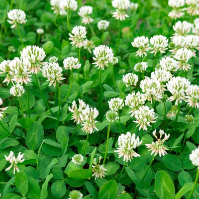 white clover flowers. Dutch clover on lawn in spring or summer garden. floral background. Blooming ecology nature landscape