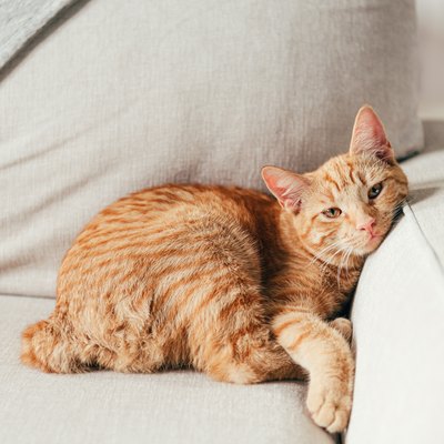Ginger cat lying on a couch.