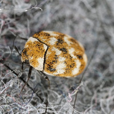 Varied carpet beetle (Anthrenus verbasci) home and storage pest. The larva of this beetle is a pest of clothes made of natural animal raw materials - leather, wool, hair. Insect on fabric.