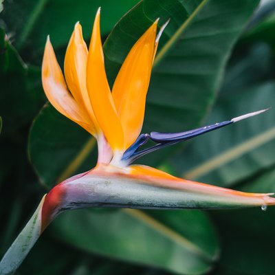 Close-Up Of Orange Flowering Plant