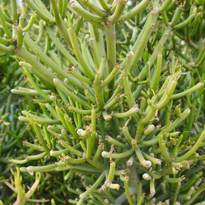 Euphorbia tirucalli or aveloz green plant background