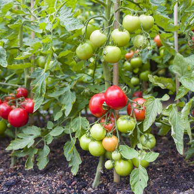 Indeterminate (cordon) tomato plants growing in garden.