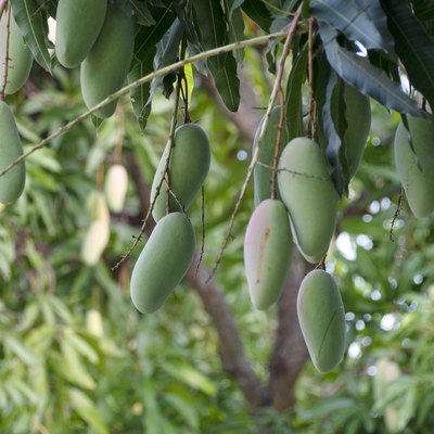 Mango fruits on a mango tree.