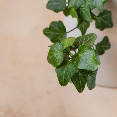 juicy green leaves of ivy growing in a large white pot house. Growing and caring for home plants, selective focus