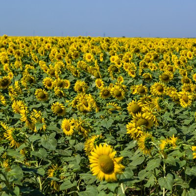 Field of sunflowers at midday in summer day