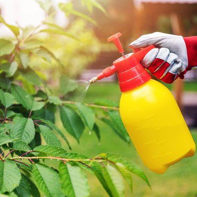 gardener spraying cherry tree against pests and diseases