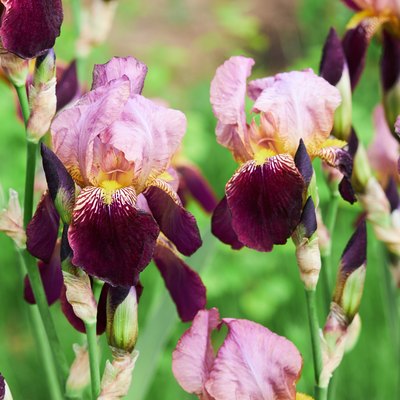 Flowers of  bearded iris (Iris germanica)
