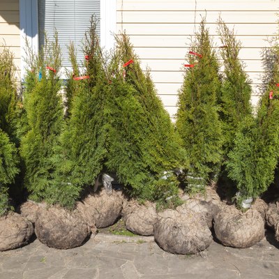 Small Thuja trees ready for outdoor planting.