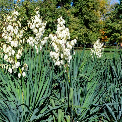 Yucca plants with many delicate white flowers.