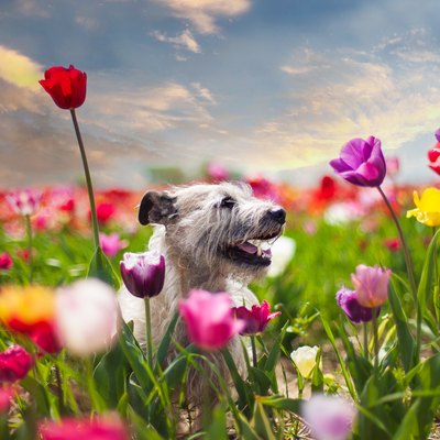 Cute gray terrier-type dog sitting among flowering tulips in spring.