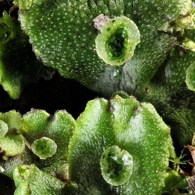 Common umbrella liverwort moss, Marchantia polymorpha