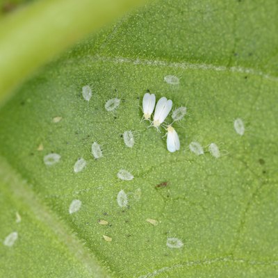 Cotton whitefly (Bemisia tabaci) adults and pupae on a cotton leaf underside.