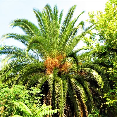 Syagrus romanzoffiana (queen palm) with fruits.