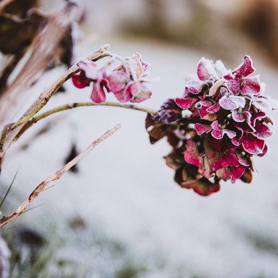 Hydrangea flower head pink colored covered with ice crystals. Frosty garden in the morning.