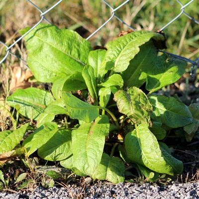 Broad-leaved dock or Rumex obtusifolius plants with long broad oval to lance shaped leaves growing next to wire fence