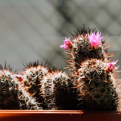 Close-Up Of Cactus Plant In Pot
