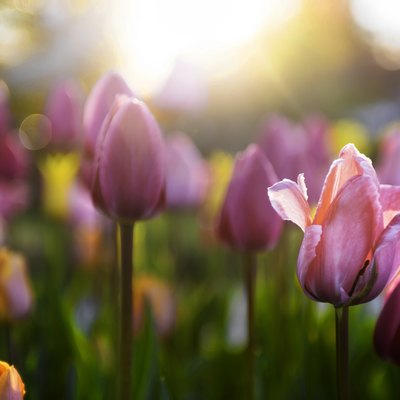 Spring tulips