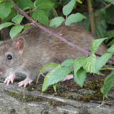 A brown rat peering out from under a thorny bush.