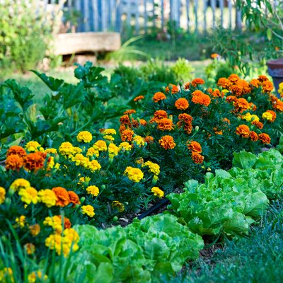 Marigolds and leafy vegetables in a garden.