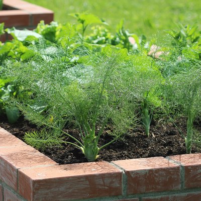 Raised beds gardening in an urban garden growing plants herbs spices berries and vegetables