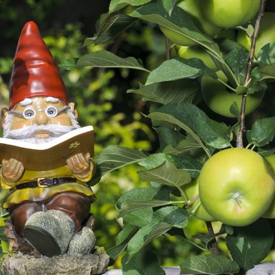 Garden gnome reading a book in an apple tree.