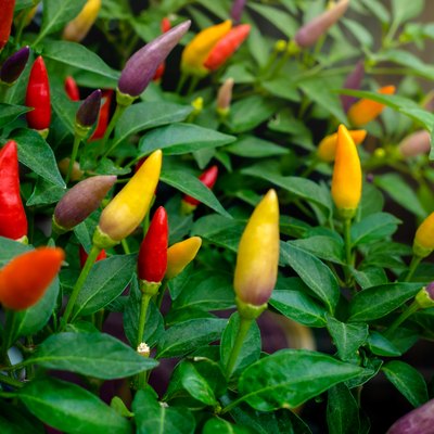 Colorful Hawaiian Chile Peppers with green leaves on a branch, closeup.