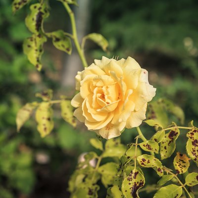 beautiful yellow rose in rose bush affected by Diplocarpon rosea or Black spot disease