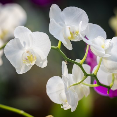 White orchid in bloom in greenhouse.