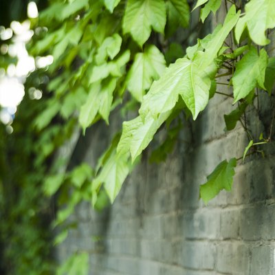 Green leaf vines on the wall