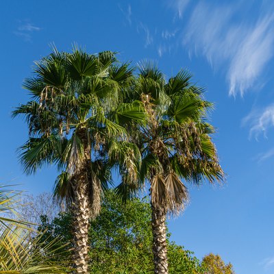Two  beautiful palm tree Washingtonia filifera, commonly known as California fan palm in Sochi. Luxury leaves with threads on blue sky background