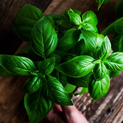 Plant care, hobbies. Fresh homegrown basil herbs in flower pot